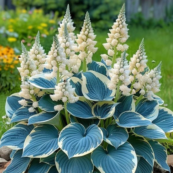 (Buy 1 Get 2 Free + Free Plant Booster) ShadeSilk® - Premium Hosta Flower Seeds